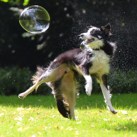 ペットで犬を飼う時の月にかかる費用について