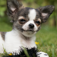 犬などペットのダイエットは試供品取り寄せから