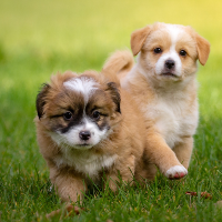 メス犬はペットとして飼いやすいといわれています
