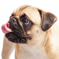 犬のペットトイレのしつけ方