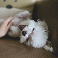 ペットの犬なのになぜなつかないのかを探ろう
