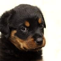 犬をペットにするのにかかる維持費