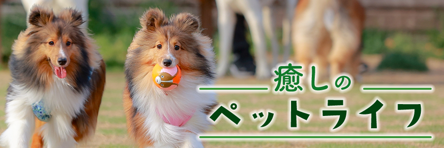 癒しのペットライフ